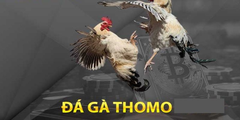 Đá Gà Thomo - Trải Nghiệm Độc Đáo Và Hấp Dẫn Trong Sảnh Gà Chọi