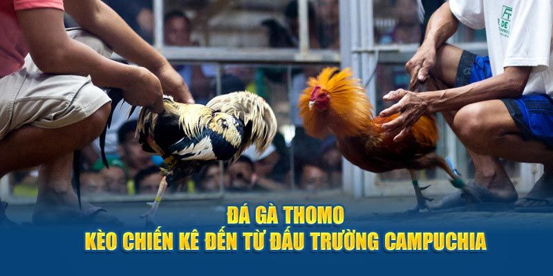 Giới thiệu tổng quan sân chơi Đá Gà Thomo